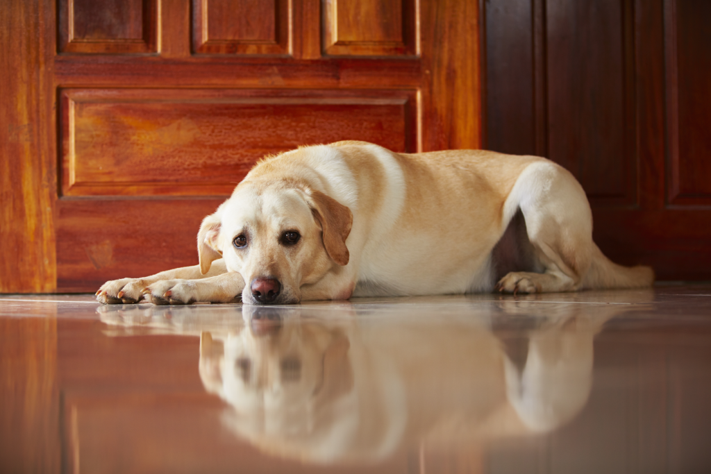 check-in-on-dog