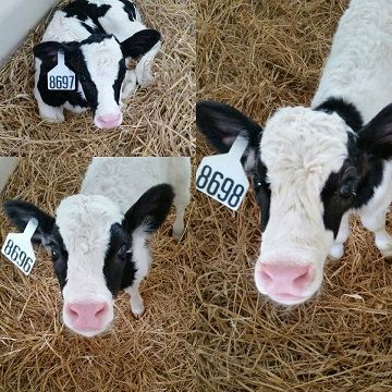 calves on Jarden Farm