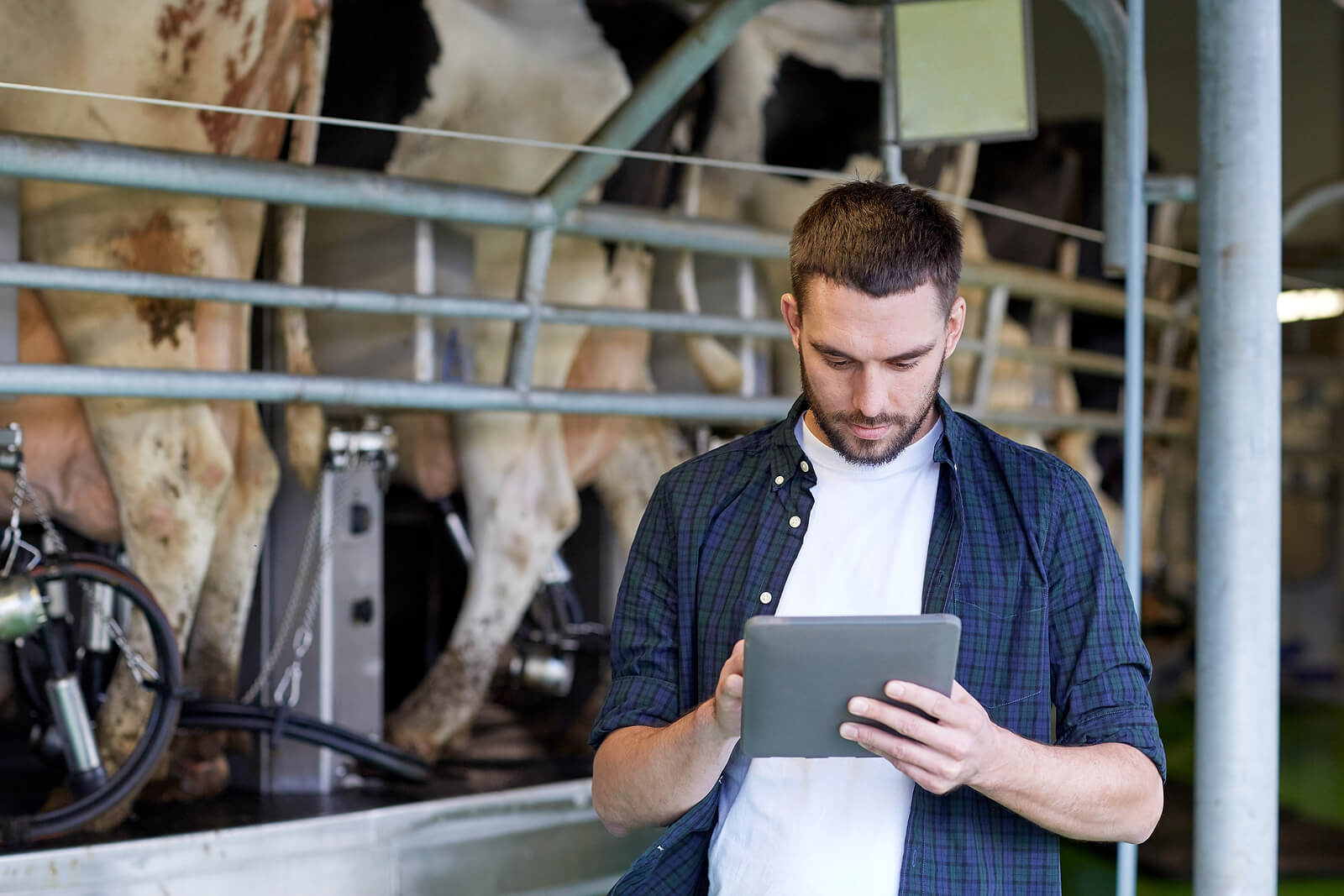 agriculture industry, farming, people, technology and animal husbandry concept - young man or farmer with tablet pc computer and cows at rotary parlour system on dairy farm