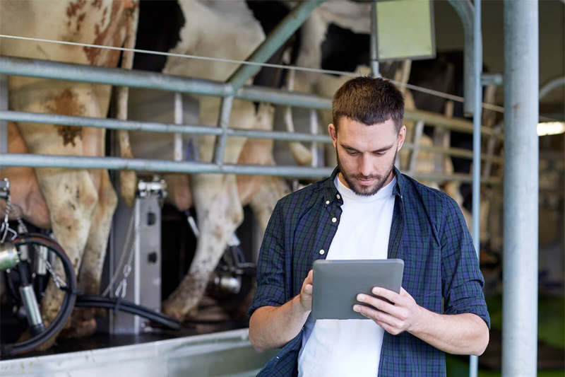 A farmer uses a tablet to gain insights into his dairy herd.